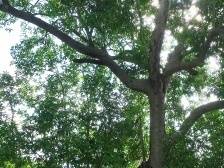 绿美英州·古树说①｜与詹天佑结缘的白玉兰树