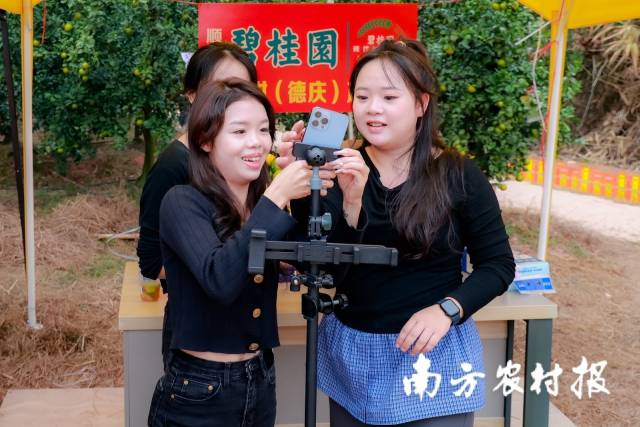 新农人在田头直播卖德庆贡柑