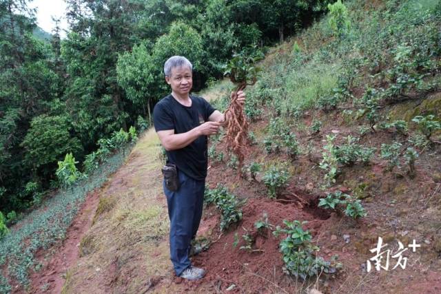 德庆发展巴戟产业富民