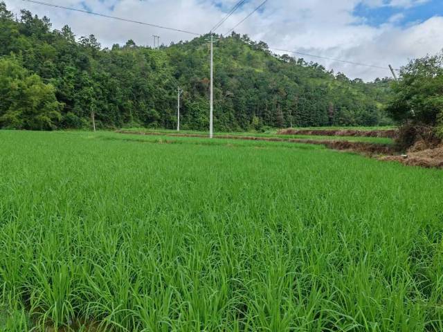 周江镇丝苗米种植面积已达到2000亩。