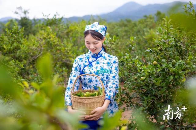 油茶已成广东林下绿色富民大产业