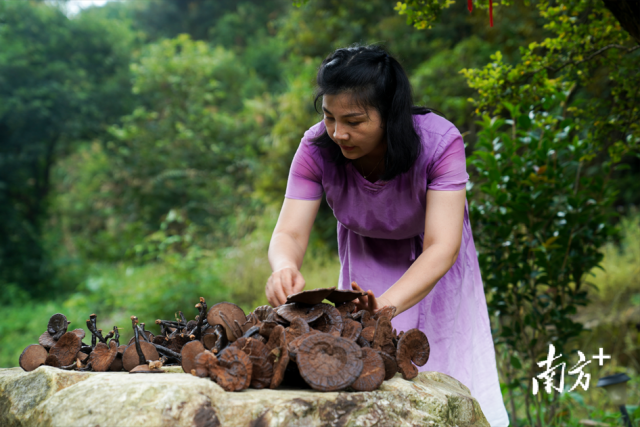 仿野生灵芝种植