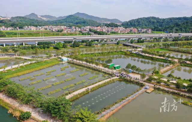 位于南朗街道的豐阜湖片區(qū)，是中山全市首個綠色循環(huán)發(fā)展試點項目。南方 記者 葉志文 攝