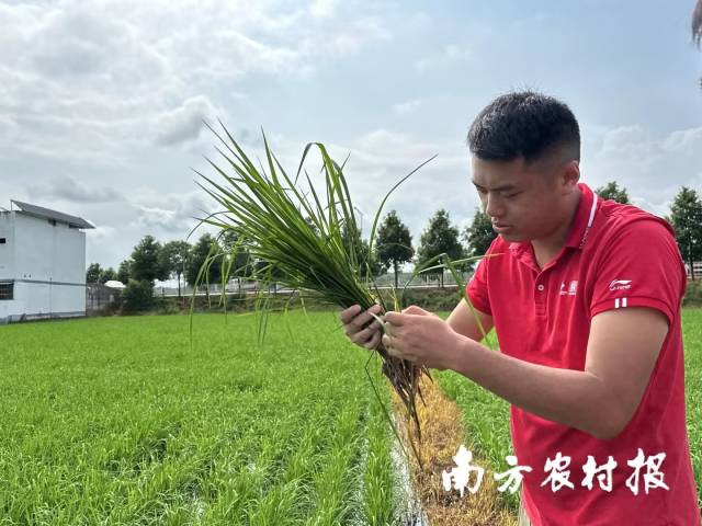 天禾股份服务人员查看水稻长势