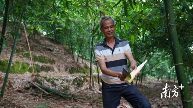 英德麻竹笋冲刺百亿产业