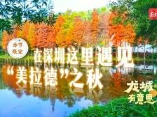视频｜季节限定！在深圳这里遇见“美拉德”之秋