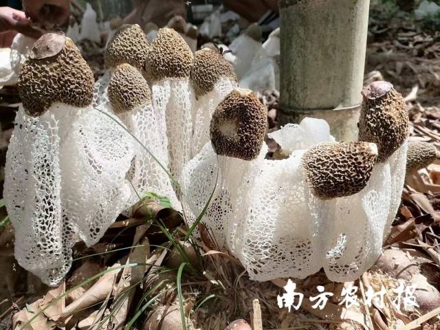 阳光下的竹荪