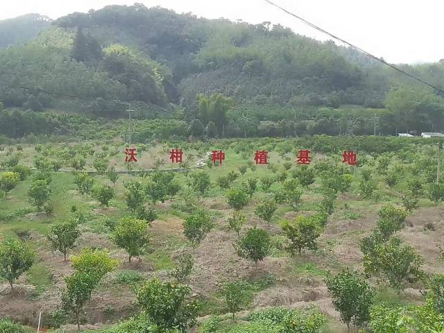 沃柑种植基地。