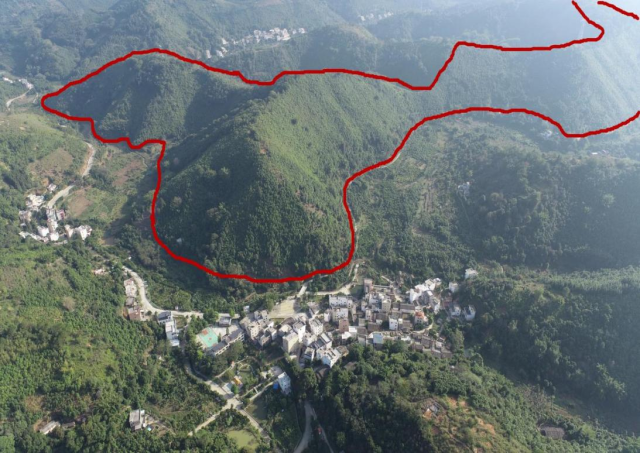 肉桂种植基地。