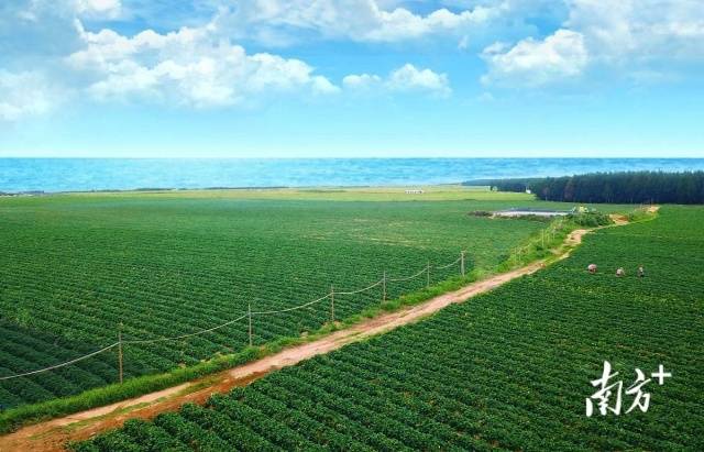 汕尾甘薯种植面积近30万亩，产量超50万吨。