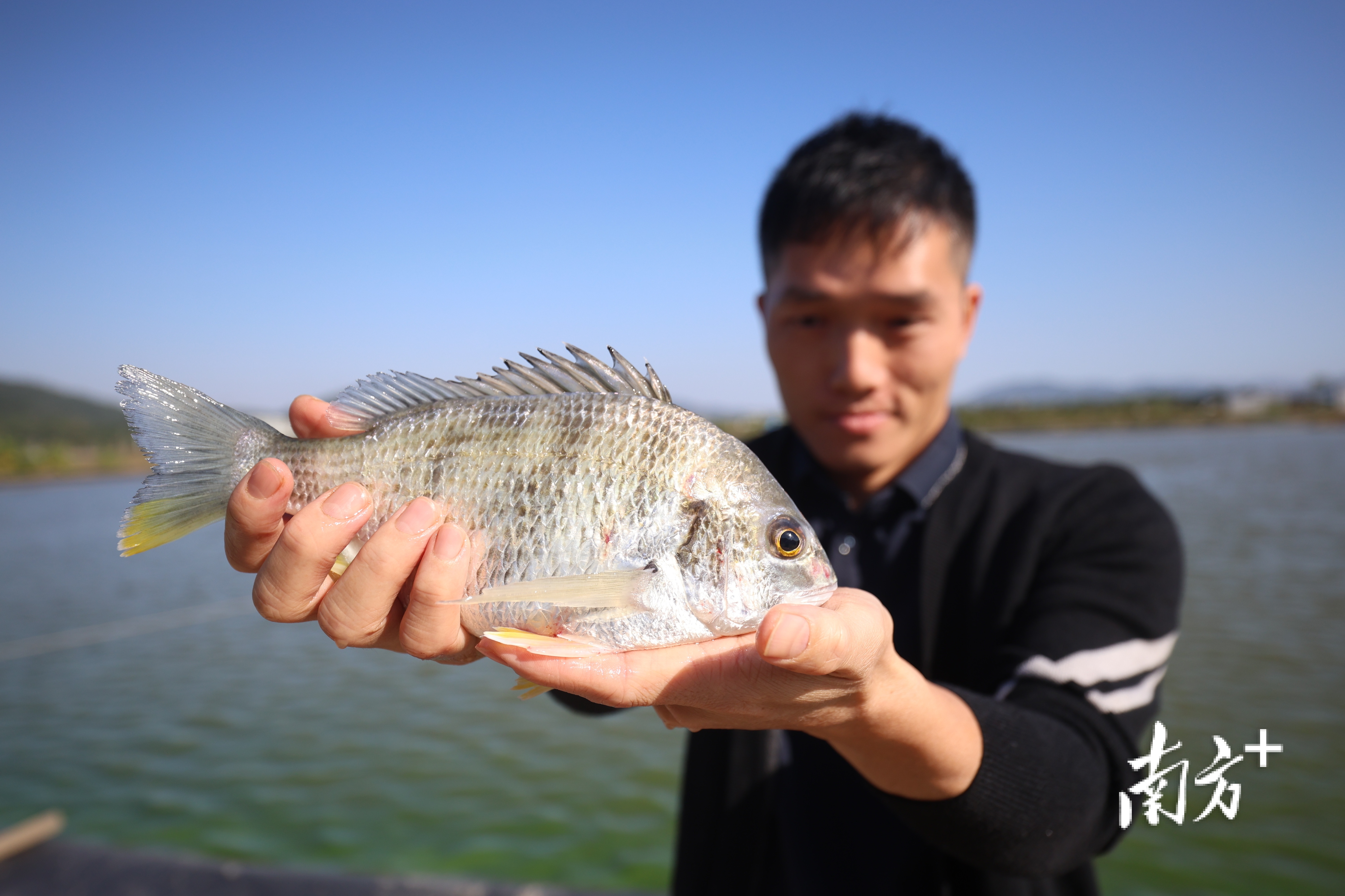 金湾黄立鱼。