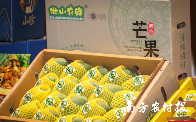 “壯山農(nóng)鮮”百色芒果（田陽）近年持續(xù)走進(jìn)粵港澳大灣區(qū),、長三角,、京津冀等銷區(qū)，廣受消費(fèi)者歡迎,。