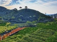 踩上“反向旅游”风口，大山里的“绿腰带”变“金腰带”｜百千万·“潮”前跑