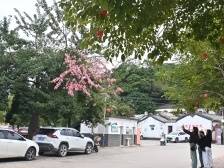 山水田园融古城，潮州湘桥沿“一江两岸”打造“韩水宋城”|百千万·“潮”前跑