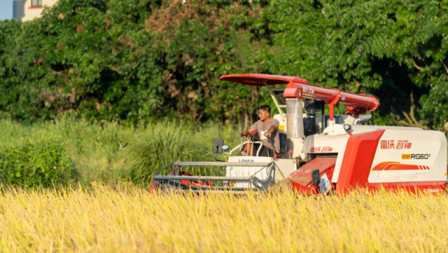 丰收的乐章在电白各乡镇接连响起。&nbsp;