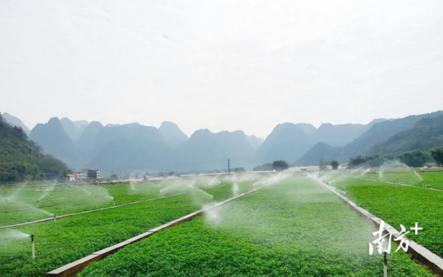 正在“畅饮”当地山泉水的阳山西洋菜。