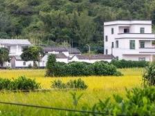 斗门“样板村”：“五个一”模式重塑岭南水乡风貌 | 建功百千万，珠海出实效