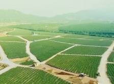 台山乡间，藏着一个芦荟“普罗旺斯”｜江门市“邑美”乡村民宿设计大赛①