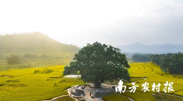 基金会积极参与“绿美广东古树认捐”项目，共建“绿美广东”。