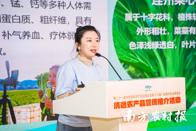 连州菜心协会秘书长朱敏艳作连州菜心推介