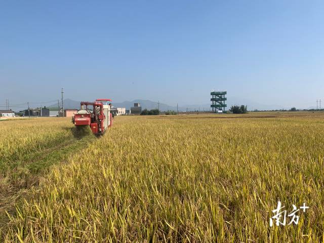 中荣农业种植基地里一派歉收天气。