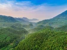 肇庆：重温“岳山造林大会战”，积蓄奋进力量