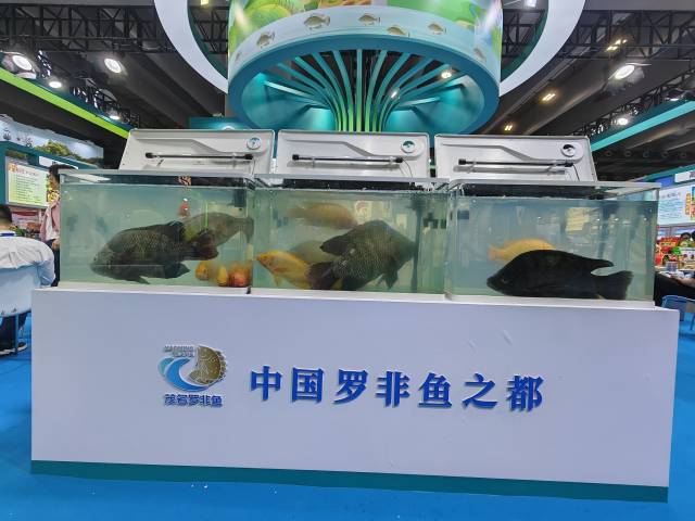 茂名还被称为“中国罗非鱼之都”。