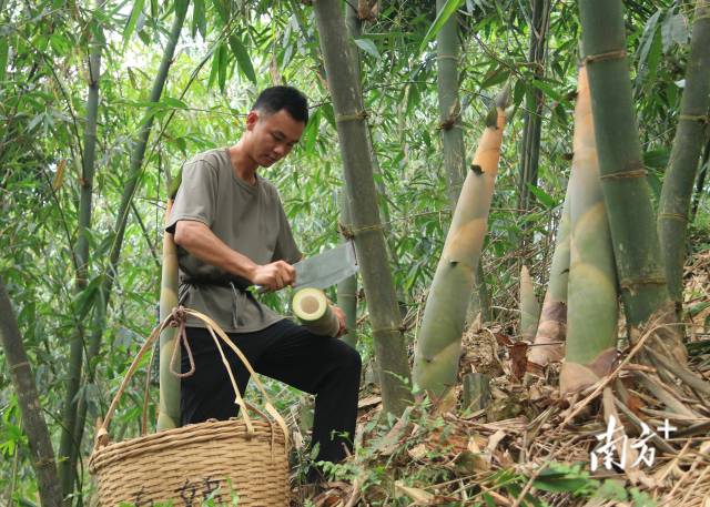西牛麻竹笋有望成为清远首个百亿元农业产业