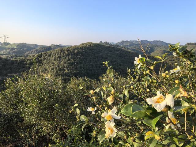 山林里的油茶花开，正酝酿新一季丰收