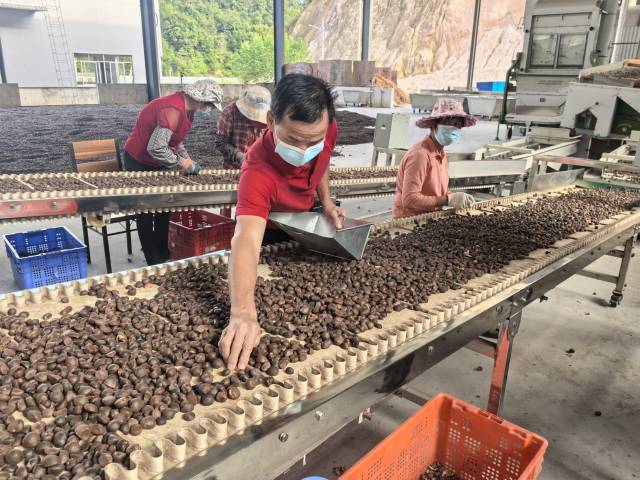 近年来英德市持续探索发展油茶产业