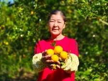 始兴：水南村“柑”甜事业，奏响乡村振兴“丰收曲”