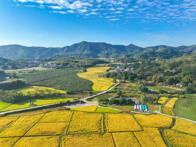 南方農(nóng)村報(bào) 吳秒衡 拍攝
