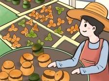 陈皮千千万，凭什么新会的“贵如黄金”丨漫话“百千万工程”