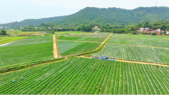 泰美镇车村村供销农场致力于打造现代化的生产示范基地。  受访者供图