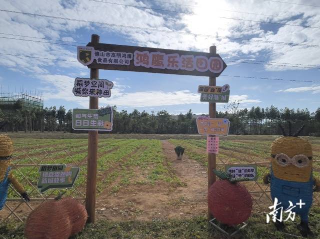 高压线廊下荒地建设开心农场。朱苏娇 摄