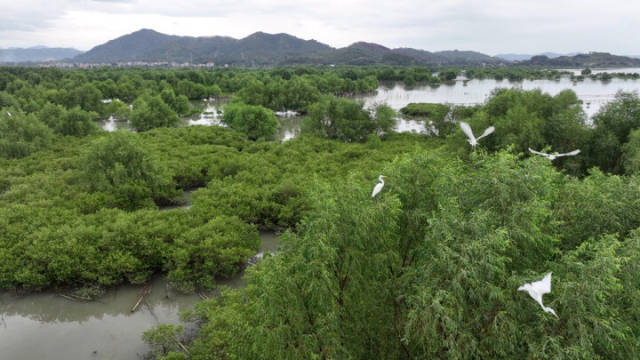 红树林内虾蟹游玩，鹭鸟起舞……如今，考洲洋生态情景逐渐好转，水质均值适宜Ⅱ类淡水水质尺度。