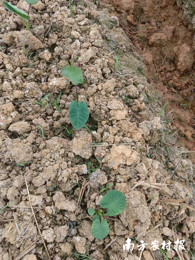 芋头脱毒苗大苗定植  