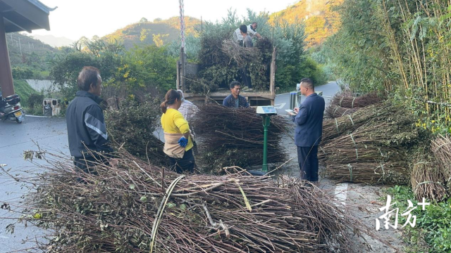 进村入寨流动的三华李修剪枝条收购点。