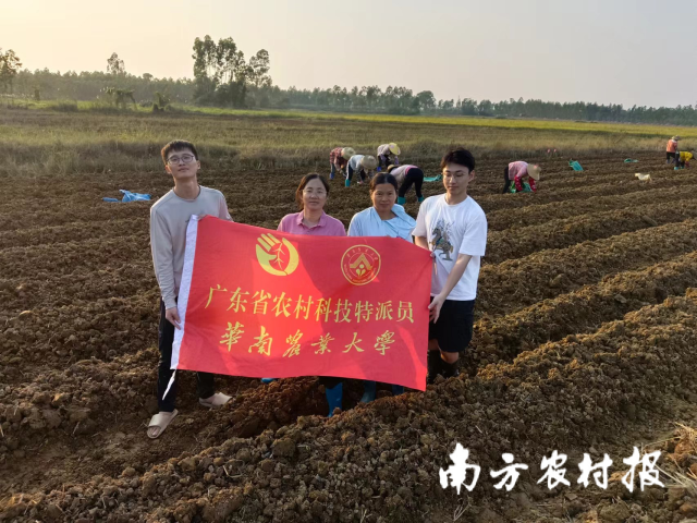 芋头健康栽培示范基地
