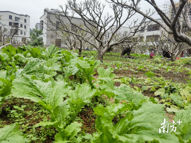 生态果园冬季套种大芥菜，增绿增收，一举多得。