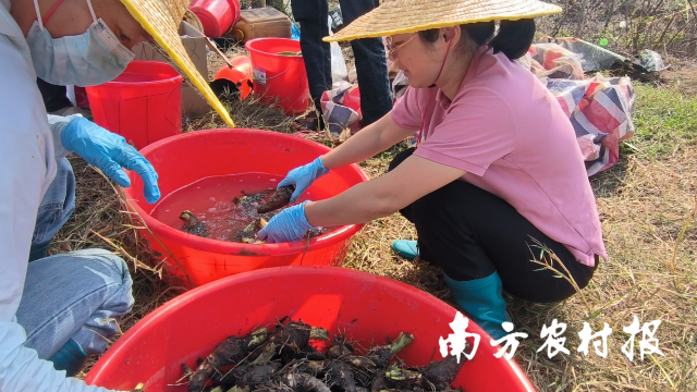 微生物菌剂浸泡种芋
