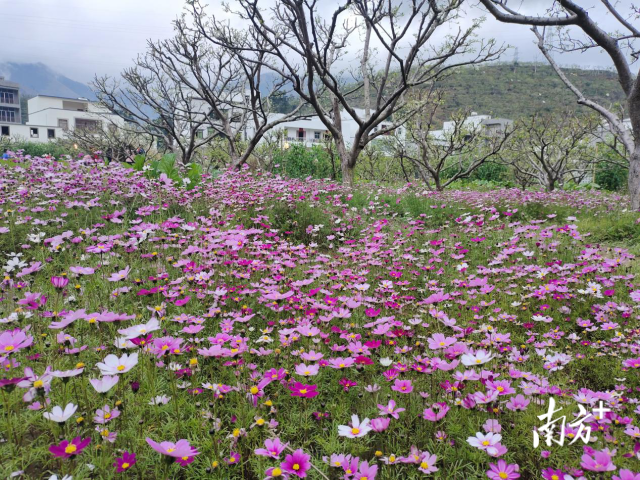 寒冬时节多彩多姿的三华李生态果园。