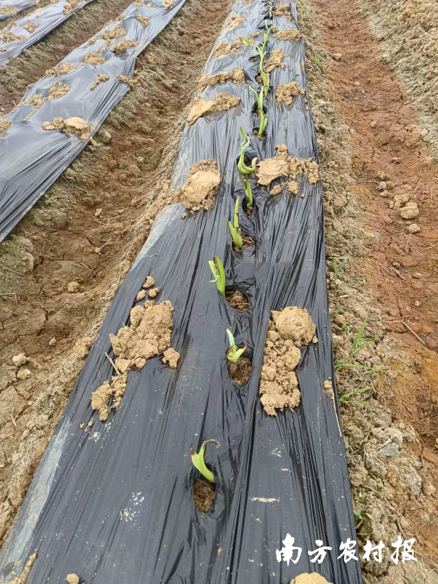 同期子孙芋作为种芋种植的出苗情况