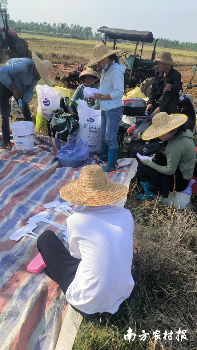 田头指导芋农进行配方施肥