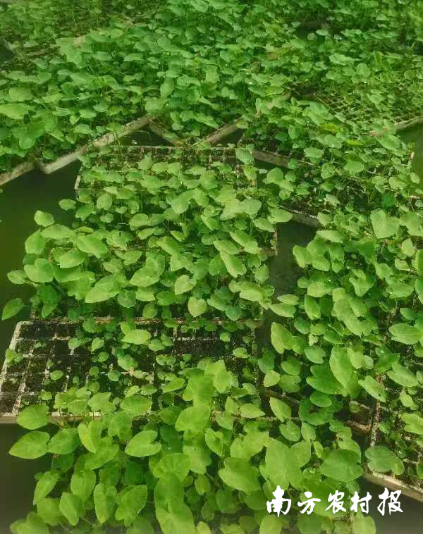 芋头浅水浮板育苗技术