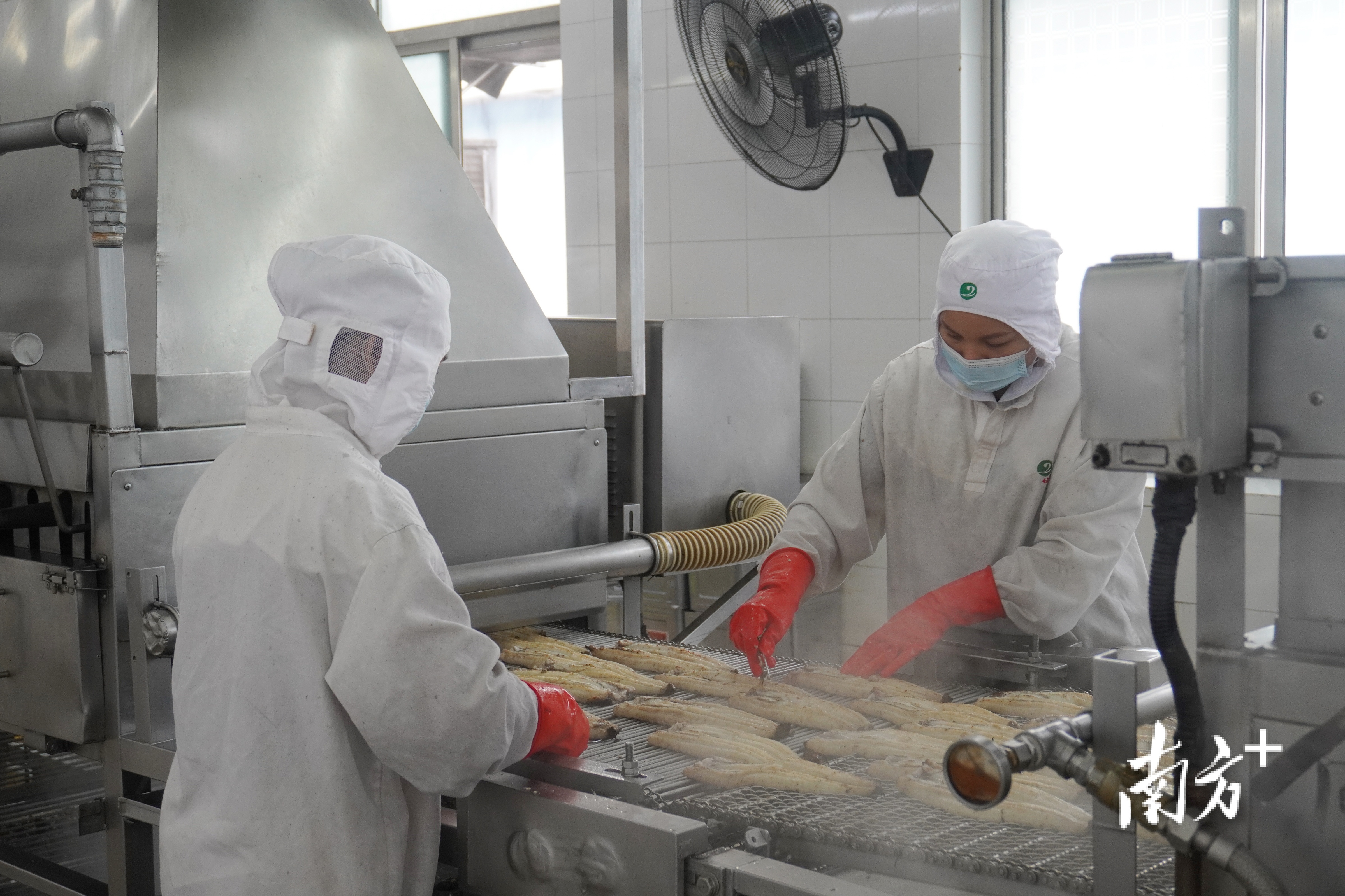 斗山镇的烤鳗生产线。 叶芷晴 摄