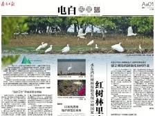 红树林里来了生物精灵｜速览《南方日报·电白视窗》197期