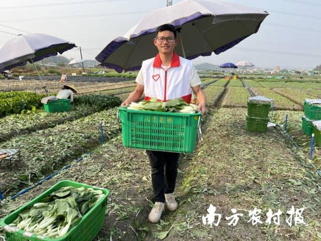 為了搶抓蔬菜上市時(shí)間，梁志鵬每個(gè)月都會(huì)去幫農(nóng)戶收割蔬菜,。 