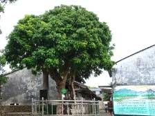 绿美英州·古树说②｜见证英德时代变迁的古龙眼树，“空心”却能开花结果