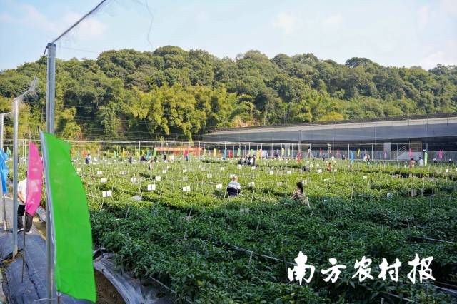 新品种辣椒种植基地。